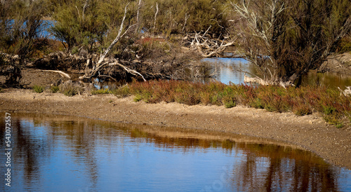 Marais du parc de Lilleau des Niges