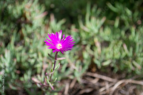 Purple daisy in a flower bush isolated