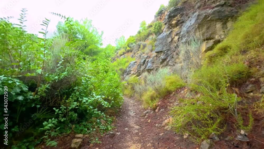 Caminando por el desierto de las palmas completamente humeda tras una niebla intensa Caminando por el desierto de las palmas completamente humeda tras una niebla intensa
