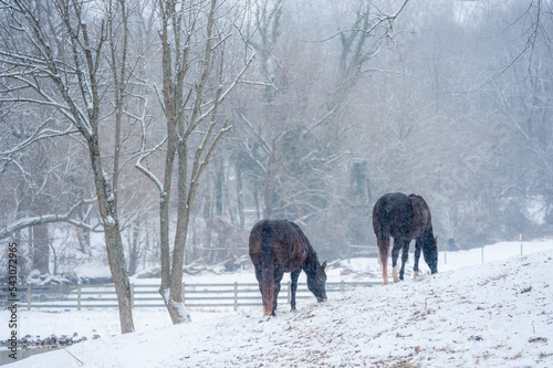 Quarter Horses grazing snowy pasture in snowfall  © Mark J. Barrett