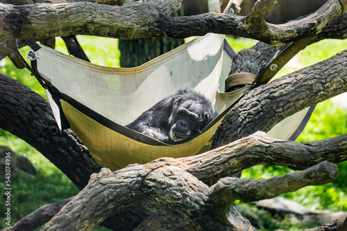 Chimp in hammock 