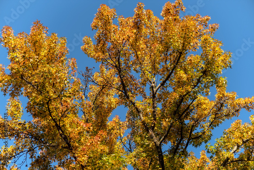 autumn leaves against sky in New Haven, Connecticut