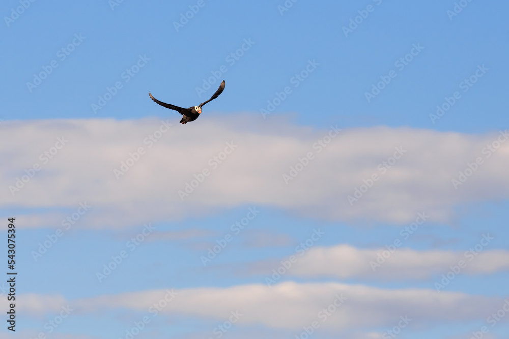 Puffin (Fratercula) flies against the blue sky and clouds. Wildlife of the Arctic. Wild bird in natural habitat. Northern nature of the polar region. Blurred background. Puffin (Fratercula) flies against the blue sky and clouds. Wildlife of the Arctic. Wild bird in natural habitat. Northern nature of the polar region. Blurred background.