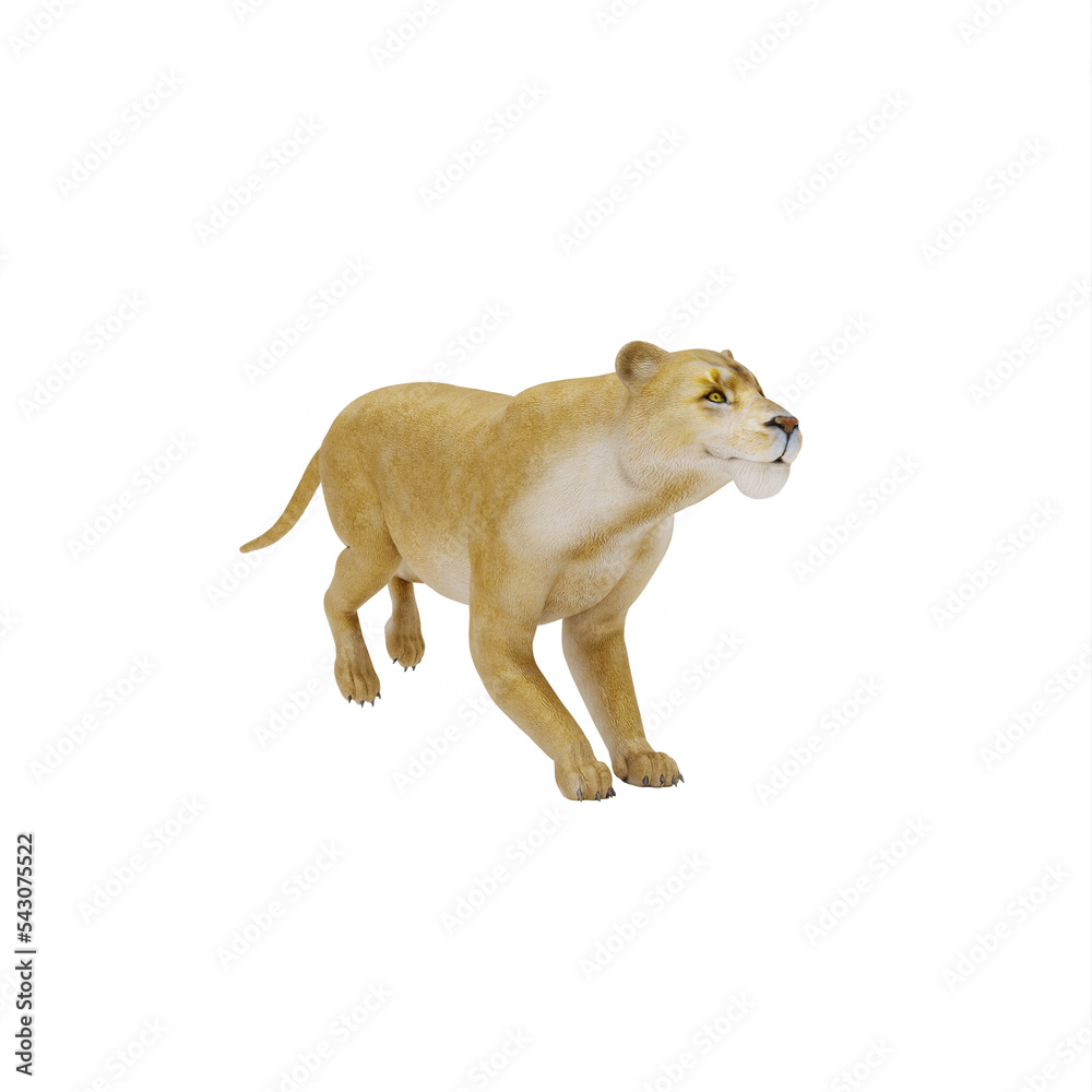 Obraz premium Lioness isolated