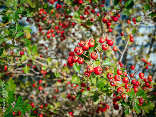 Red ripe large-fruited hawthorn berries known as Crataegus aestivalis. Red berries close-up.