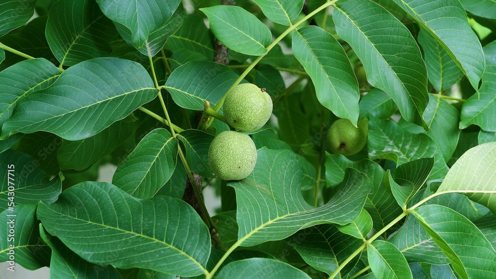 Two green shelled walnuts among leaves on a brunch. Two green shelled walnuts among leaves on a brunch.