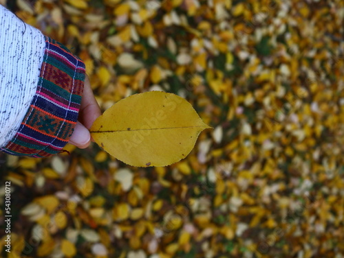 picking up an autumn leaves on the ground