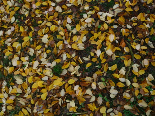 background of leaves in autumn