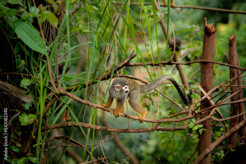 MACACO PEQUENO SOLTO photo