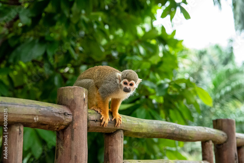 MACACO PEQUENO SOLTO