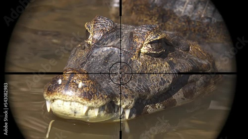 Crocodile in Gun Rifle Scope. Wildlife Hunting. Poaching Endangered, Vulnerable, and Threatened Animals photo