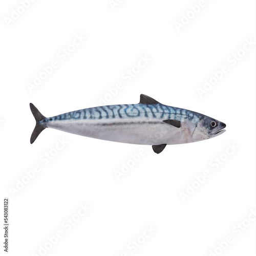 Mackerel fish isolated