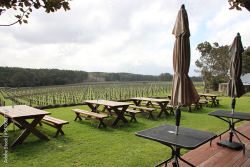 Vineyard, Margaret River, Western Australia.