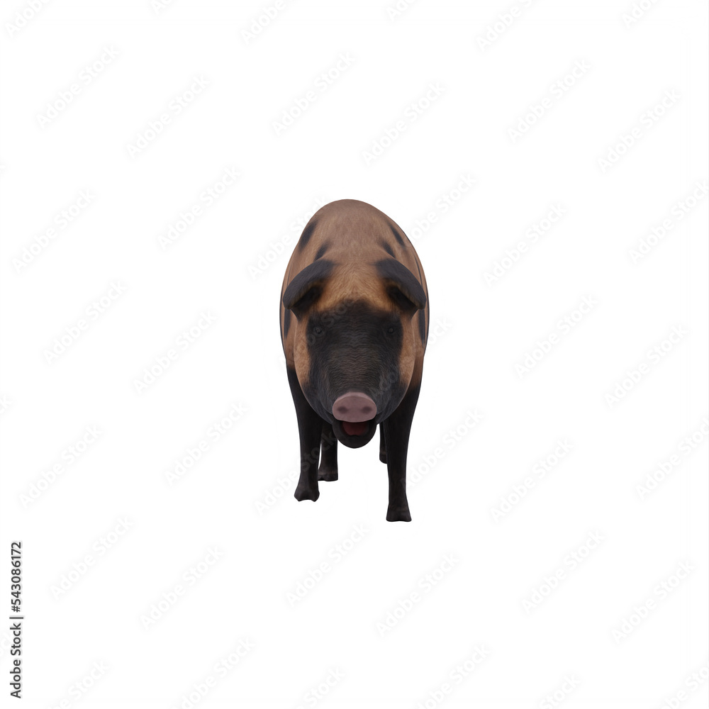 Fototapeta premium Mud pig isolated