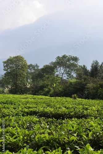 Young green fresh tea leaves on the tea bush close up. tea plantations in Sukabumi  Indonesia. view green tea terrace farm on the hill with mountain landscape.