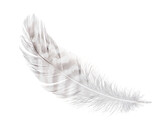 white feather isolated