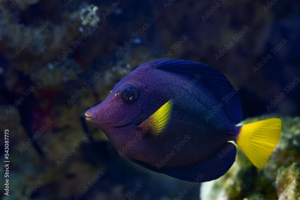 yellowtail tang juvenile, demanding species fish in stress, hobby require experienced aquarist care, live rock stone reef marine aquarium, popular pet neon glow color in LED actinic blue light yellowtail tang juvenile, demanding species fish in stress, hobby require experienced aquarist care, live rock stone reef marine aquarium, popular pet neon glow color in LED actinic blue light