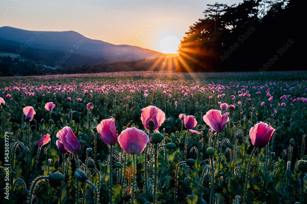 Mohnblumenfeld leichtend in Abendsonne