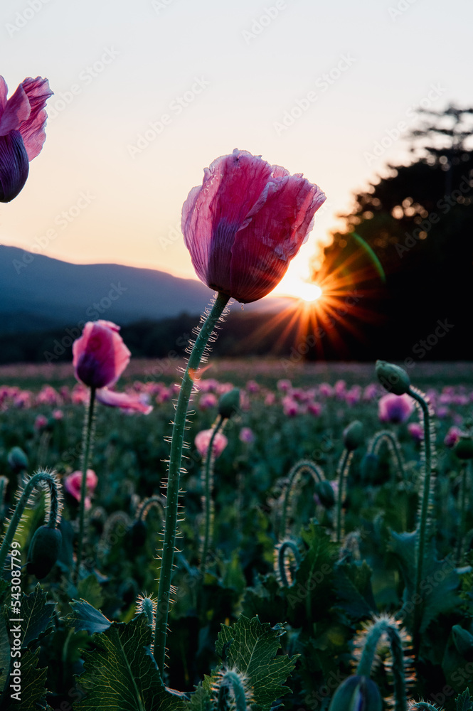 Mohnblumen leuchtend in Abendsonne