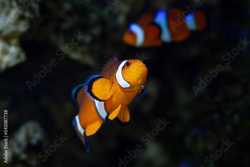 ocellaris clownfish male show off, healthy and active animal among soft corals in nano reef marine aquarium, hardy species for experienced aquarist hobby, LED actinic blue low light, night vision