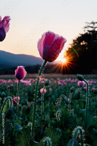 Obraz na płótnie Mohnblumen leuchtend in Abendsonne w salonie