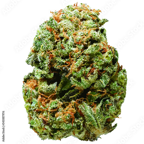 Vector Marijuana Bud