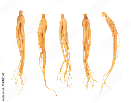 Ginseng or Panax ginseng on tranparent background.