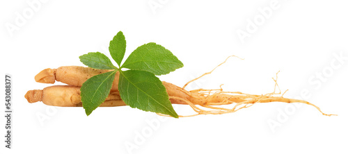 Ginseng and eleutherococcus trifoliatus leaf on tranparent background. photo