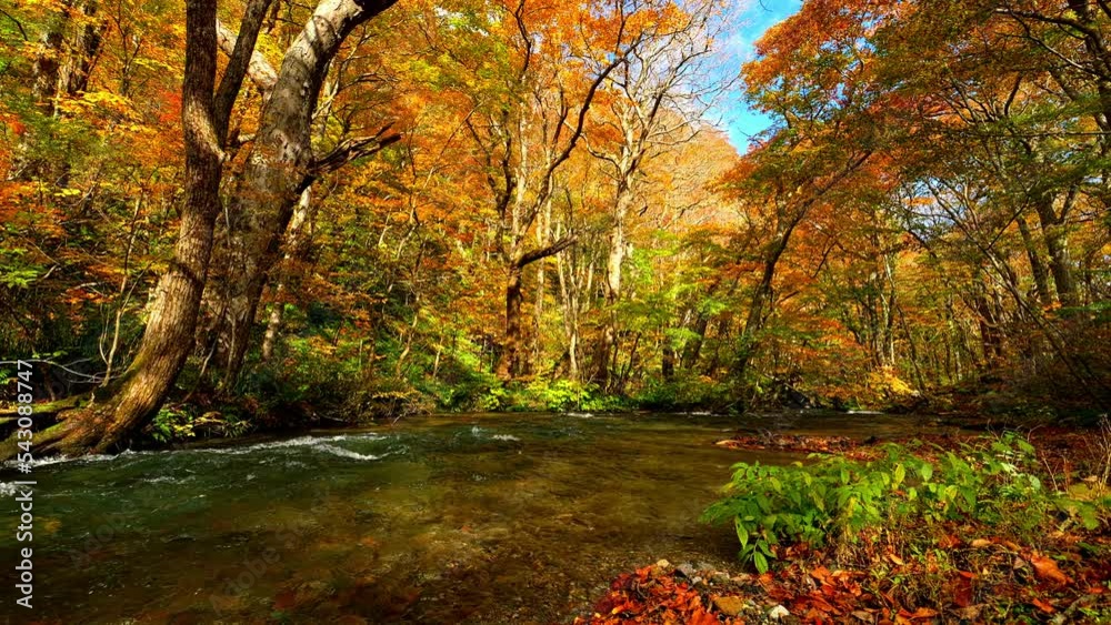 Dramatic view of many red maple leaves and water flowing in autumn or fall, Oirase River in Aomori Prefecture in Japan, Nobody