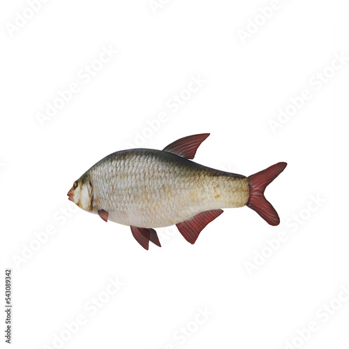 Redeye bass fish isolated photo