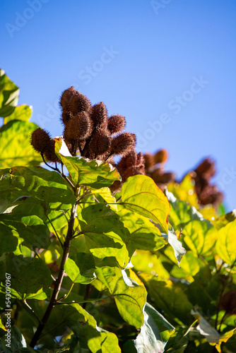 Urucuzeiro is a tree whose fruit is annatto, from which paprika is extracted. photo
