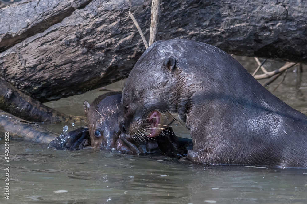 Naklejka premium Giant otters - competing n for food