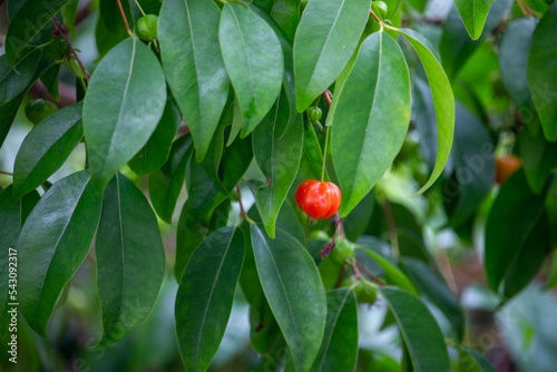 Pitanga (eugenia uniflora) é o fruto da pitangueira, dicotiledônea da família das mirtaceae.	 photo