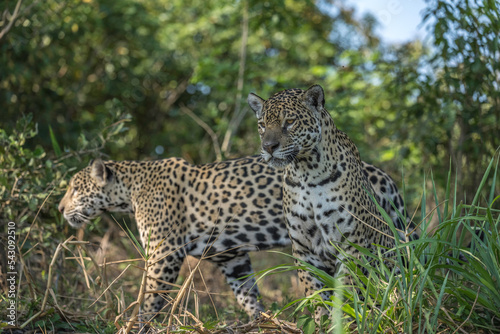 Pair of Jaguar in the Pantanal jungle