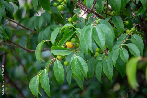 Pitanga (eugenia uniflora) é o fruto da pitangueira, dicotiledônea da família das mirtaceae.	 photo