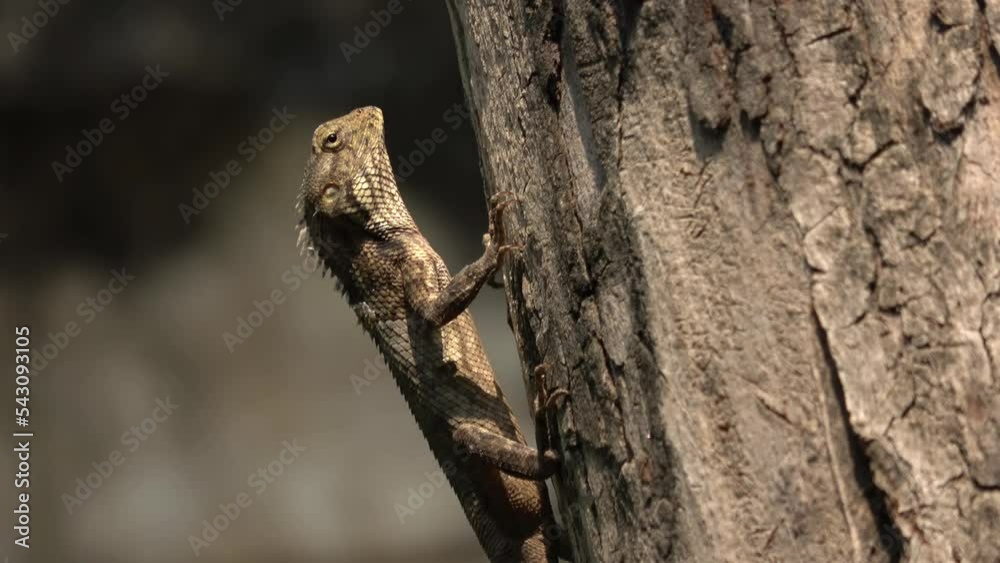 Indian tree lizard on a tree trunk, Close shot
waiting for ants in Bateshwar Uttar Pradesh india, 2022
Indian tree lizard on a tree trunk, Close shot
waiting for ants in Bateshwar Uttar Pradesh india, 2022