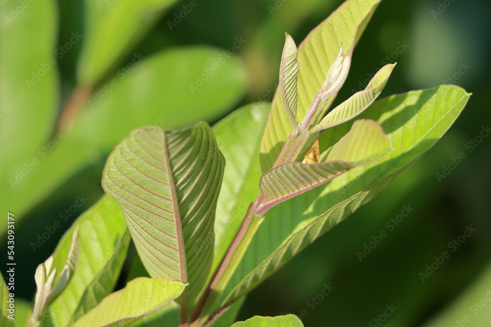 Greenish guava leaves closeup view. Healthy leaves for diabetes. Help to reduce the fat of human body. Beautiful green leaves Greenish guava leaves closeup view. Healthy leaves for diabetes. Help to reduce the fat of human body. Beautiful green leaves