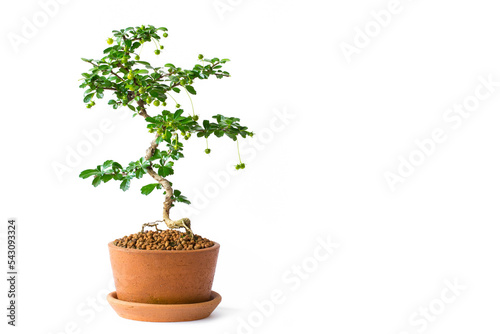 Small decorative tree on white background, Small bonsai tree in the clay pots
