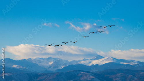 flock of geese flying over the Colorado Rockies in winter