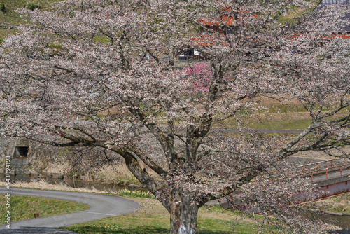 The cherry blossoms of Igawa in the peaceful countryside are in full bloom photo