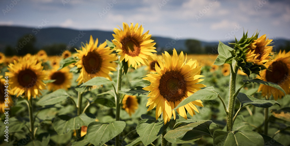 a sunflower field in Italy glows on a hot afternoon