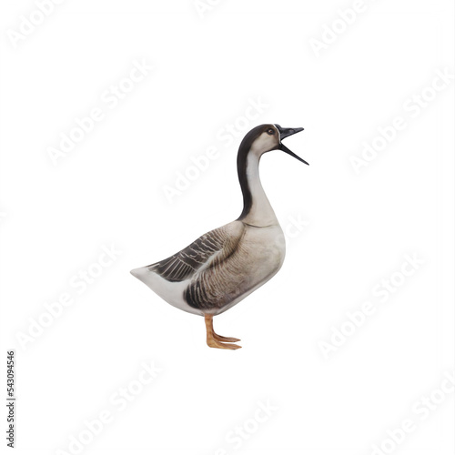 Swan goose isolated