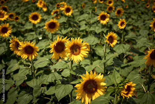 a sunflower field in Italy glows on a hot afternoon