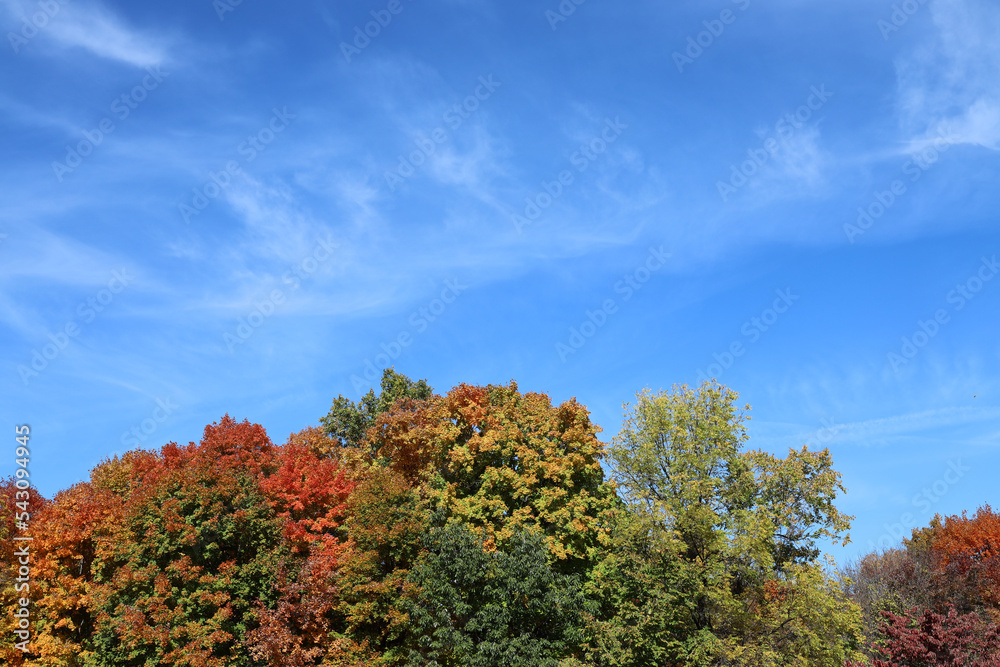 Fall Foliage - Red, Gold, and Green trees with blue sky