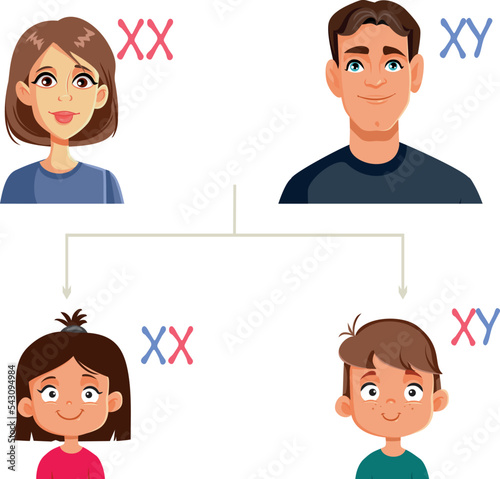 Genetic Heritage from Biological Parents Family Vector Chart. Sex-determination infographic chart with biological relatives 
