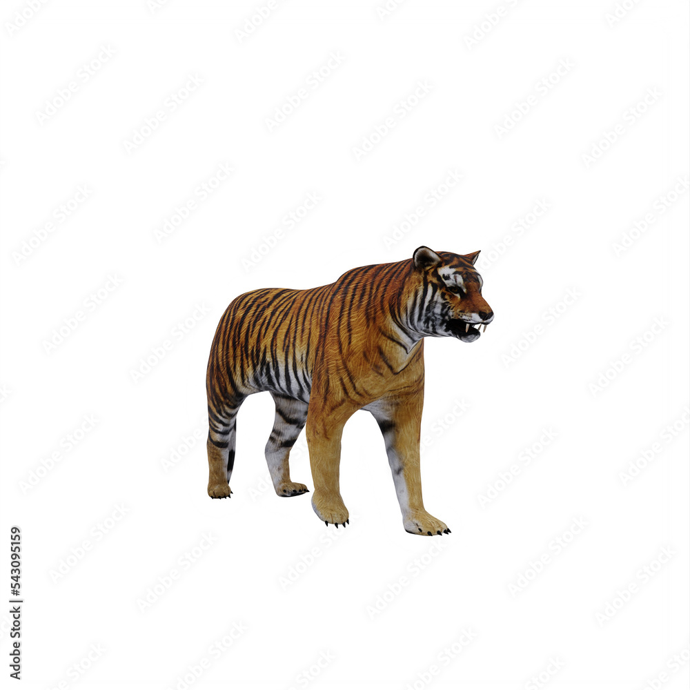 tiger isolated on white tiger isolated on white
