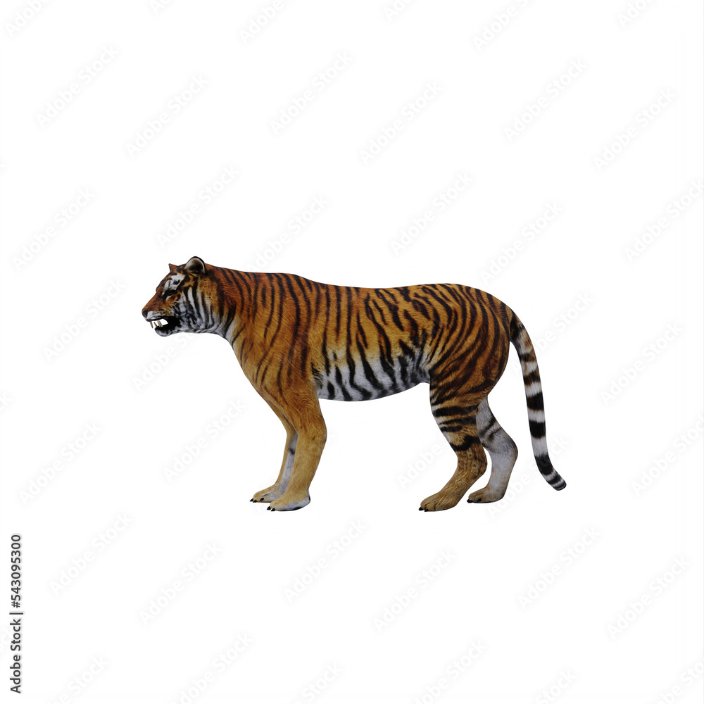 Obraz premium tiger isolated on white