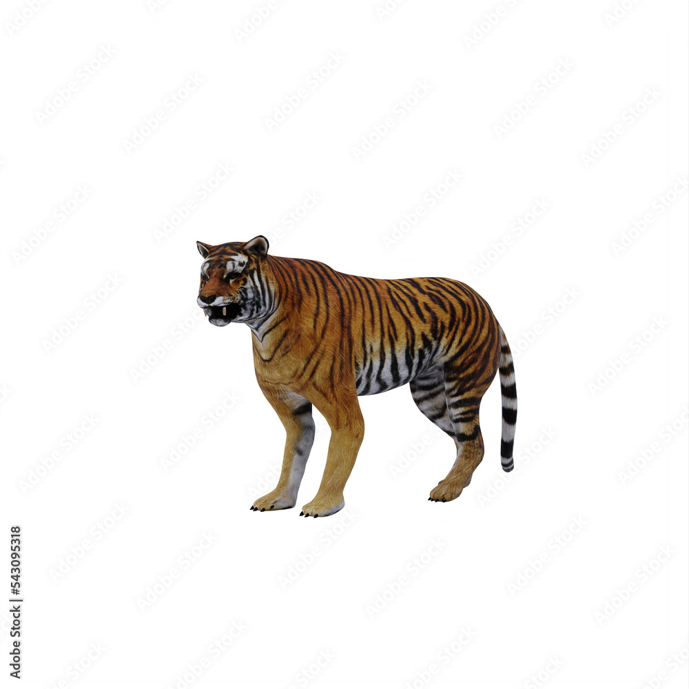 tiger isolated on white