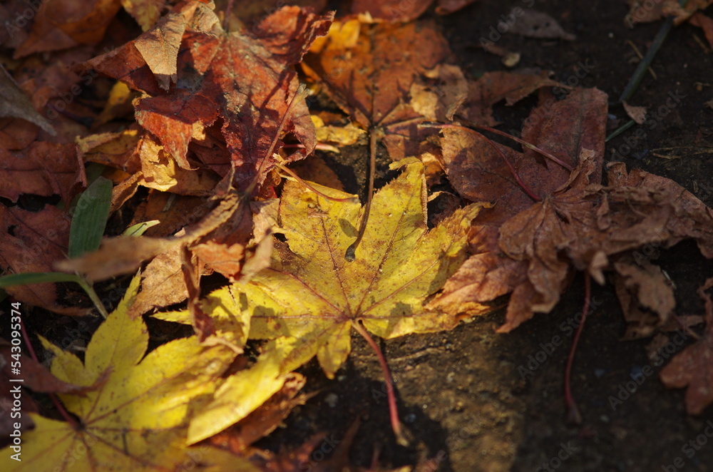Fallen leaves of maple (Momiji)