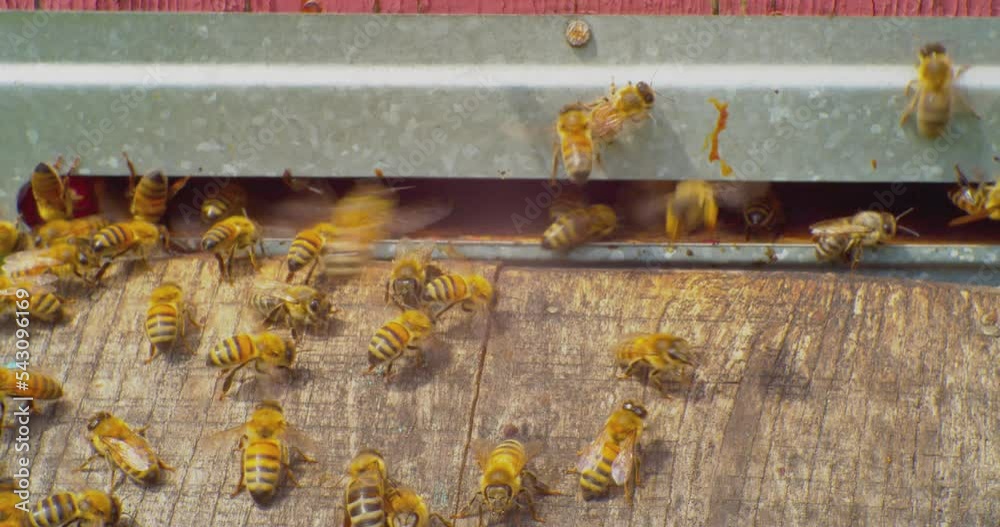 Modern beekeeping,Bees fly out and fly into the entrance of a wooden beehive.closeup Modern beekeeping,Bees fly out and fly into the entrance of a wooden beehive.closeup
